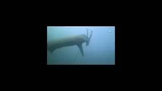 Scary shark statue - Loch Low-Minn, Athens, TN!🦈⚠️👀😳#scubalove #adventuresport #scubalife #shorts