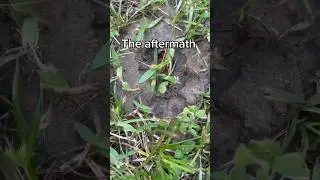 Затопление муравейников. Часть 1 #шорты #вирус #муравьи