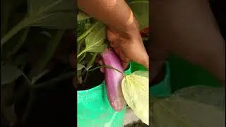 100% Organic Liquid Fertilizer For My Terrace Garden fruits & Vegetables || #shorts #youtubeshorts