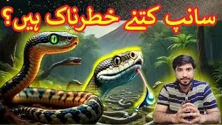 History Of Snakes || Ancient Creatures Before Humans