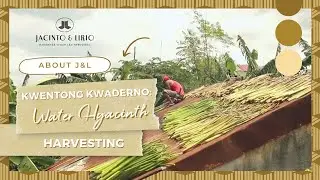 Kwentong Kwaderno: Water Hyacinth Harvesting