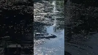 Rc boat rescue mission goes wrong :)