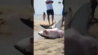 How to Save a Stranded Shark &ndash; Step-by-Step Rescue Guide!               #documentary#usashorts#fyp