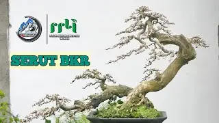 PRUNING DAN SLEKSI BERKALA BONSAI SERUT