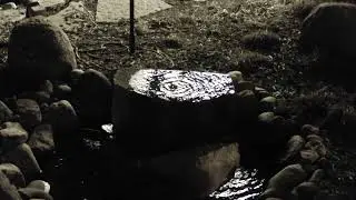 Feeder Grove Water Livestream - Schlitz Audubon Nature Center