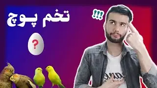 تخم پوچ : علت نطفه دار نشدن تخم عروس هلندی،قناری،کوتوله و سایر پرندگان زینتی