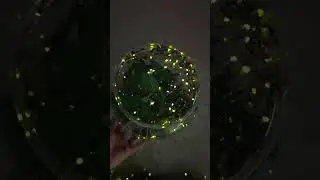 Волшебное свечение светлячков 🧚