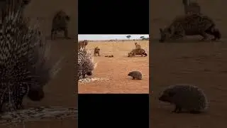 &ldquo;When Porcupine Meets Hedgehog