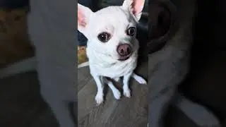 Если вы любите собак, это заставит вас улыбнуться 🐶🐶🐶