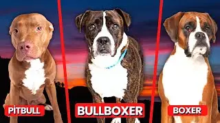 Pitbull Boxer Mix: Bullboxer Breed Information, Puppy Costs & More