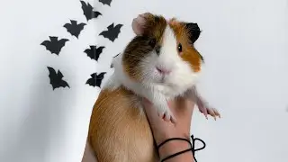 This is why guinea pigs purr