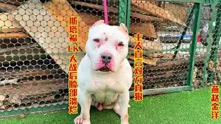 斯塔福LK大战后脸部溃烂，主人直言对方真狠，这点伤依然猛劲十足