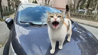 Super Cute calico cat meows and asks me for food.