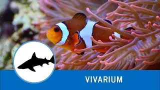 Umzug der Clownfische
