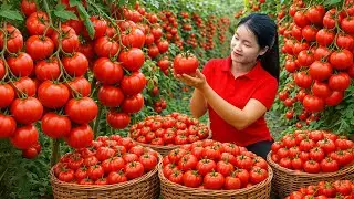 Harvesting 500+kg Cherry Tomato In The Farm Goes To Market Sell | Gardening & Cooking