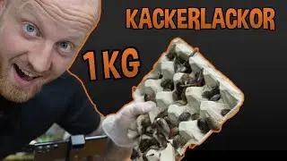 Jag Har Köpt 1KG Kackerlackor!