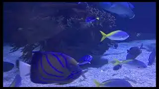 Oceanografic Valencia 2024   ---Ark survival evolved end credits.