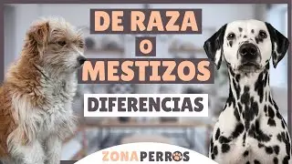 Diferencias entre perros DE RAZA y MESTIZOS