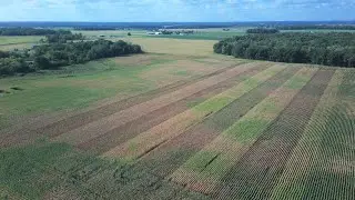 Tar Spot Progression