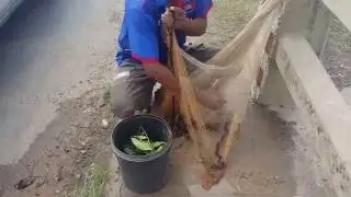 Cambodia net fishing -  catch fish, Net Fishing khmer, Amazing fishing - Traditional Fishing