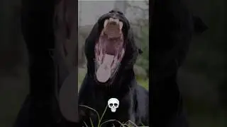 Big Cats Transformation 💀🦁 | Animal Transformation V1 #edit