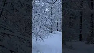 Sneeuw januari 2026 ☃️ - #corversbos #januari2026 #nature #sneeuwpret #wintervibes #relax #dutchsnow