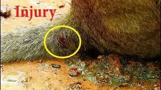 Million pity & Million sad, Orphan Jessie has Injury on tail much hurt, What wrong happen?