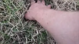 Spongy grass?!?