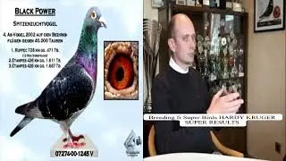 HARDY KRUGER Breeding fr Super Birds SUPER RESULTS
