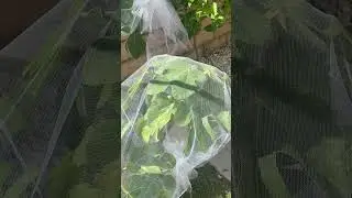 How to protect your fig tree from birds eating them !