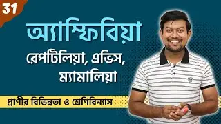 31. অ্যাম্ফিবিয়া। রেপটিলিয়া। অ্যাভিস। ম্যামালিয়া। Amphibia। Reptilia। Aves। Mammalia Classification