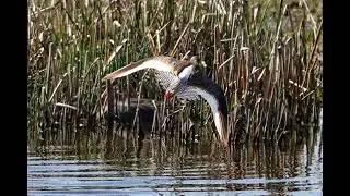 Rondje Noordholland langs de bloembollen en vogels rondom Callantsoog en Balgzand. 14.04.2025