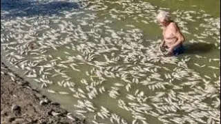 Millions Of Fish Dead #update #news #2023