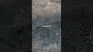 🐆 Leopards Hunted for Their Skins | Stop Illegal Poaching
