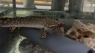 Schmuck Fl&ouml;sselhecht - Polypterus ornatipinnis