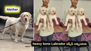 Top quality Labrador puppies for sale in telugu/ 81432 26849 /aj pets 