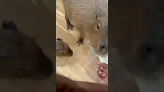 My mom and sister going Fingerlakes Mall Reptile and feeding a Capybara ￼૮(˶ᵔᵕᵔ˶)ა