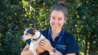The Buzz - Why Volunteer with the Animals?