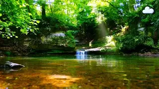Hidden Gem | Forest Brook & Bird Song Ambience | Relaxing Nature Sounds in 4k HDR