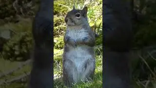 Eastern gray squirrel - wild squirrel standing - #squirrel - part 1 #shorts