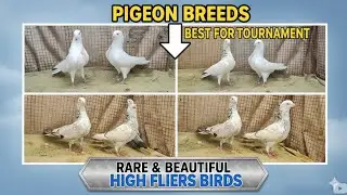 Top Quality Allahbadi Nildume,Bedag,Khaure,Dhudhi jode@Sayyed Pigeon Loft-7021412370