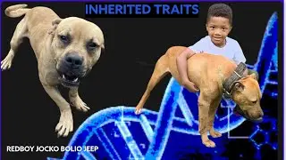 УНАСЛЕДОВАННЫЕ ЧЕРТЫ ОТ РОДИТЕЛЕЙ (REDBOY/JOCKO, BOLIO, JEEP)