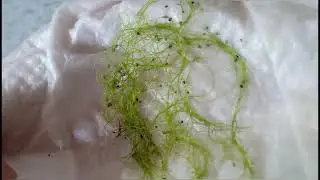 Utricularia Gibba