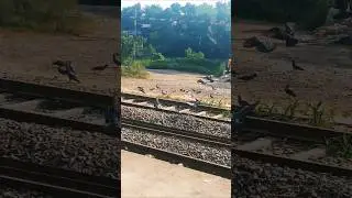 ചാലക്കുടി റെയിൽവേ സ്റ്റേഷനിലെ  പ്രാവിൻകൂട്ടങ്ങൾ #youtubeshorts#shorts#aavedhikapkd