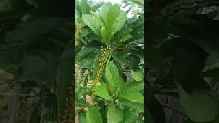 Putat Sungai (Barringtonia racemosa #tanaman #plants #nature #music #garden