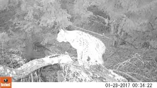 Lynx on beaver tree