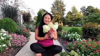 How to dry hydrangea blooms in a vase.