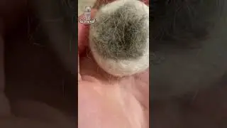 From Cat Fur to Plush Purrfection! 🐱✨ #cat #cats #funny #shorts #fyp
