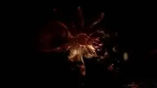 nhandu chromatus cleaning up