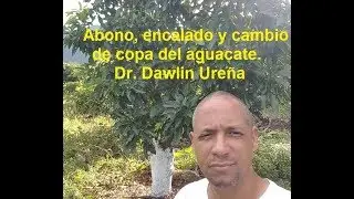 Abono, encalado y cambio de copa del aguacate. Dr. Dawlin Ureña
